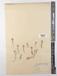 Image result for Gnaphalium polycaulon