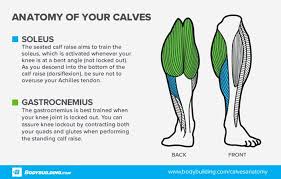 The primary function of the gastrocnemius is plantarflexion of the ankle. Ask The Muscle Doc Is Calf Development Purely A Function Of Genetics Bodybuilding Com