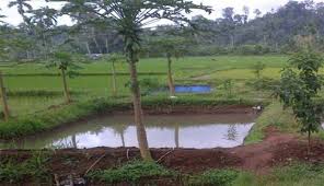 Menyiapkan Kolam Tanah Untuk Budidaya Ikan Mas