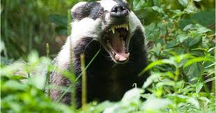 Dachs Meles Meles Foto Fuchs Saugetiere Seltene Tiere