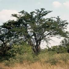 Image result for Artabotrys monteiroae