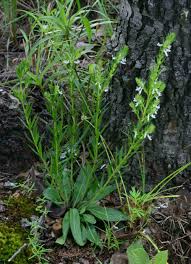 Image result for Aeollanthus subacaulis