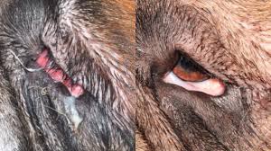 Image result for scabies dog ear