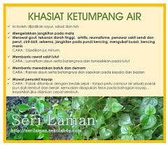 15 manfaat daun sirih cina bagi kesehatan rasanya enak dan punya nilai ekonomis herbal kebuncilik. Kerap Dicabut Dan Dibuang Ternyata Tanaman Ini Punya Banyak Manfaat Www Detikriau Org