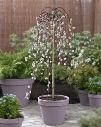 Baume Mit Hangenden Kronen Weidenkatzchen Baum Baume In Topfen Und Trauerweide
