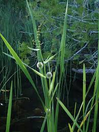 Image result for Panicum margaritiferum
