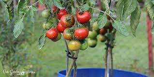 Water stress makes both trees and garden plants more susceptible to mite infestations. Tomato Pesticides Everything You Need To Know
