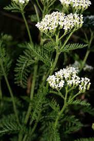 Common Yarrow Achillea Millifolium Native Plants Native Garden Plants