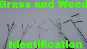 We did not find results for: Grass And Weed Identification By Seed Head Youtube