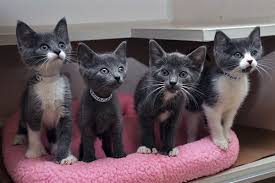 Thanks for your interest in adopting! Aspca Kitten Nursery Caring For Neonatal Cats Aspca