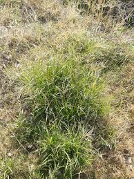 Image result for Chloris gayana