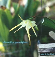 Image result for Aeranthes parkesii