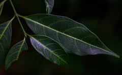 Image result for Canthium oligocarpum