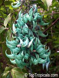 Image result for Strongylodon macrobotrys