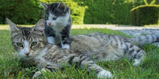 When can kittens leave their mothers? Mum S The Word International Cat Care