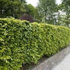 Sichtschutz Buchenhecke Franks Kleiner Garten Buchenhecke Garten Naturgarten