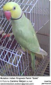 Indian Ringneck Parrot Mutations Beauty Of Birds