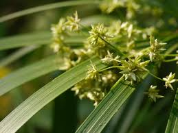 Image result for Cyperus sp. no. 1