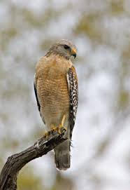 Birds Of Prey Texas Hill Country Red Shouldered Hawk Buteo Lineatus