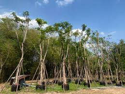 Image result for Limeum pterocarpum