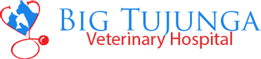 Our vets cover the full spectrum of species from horses, cattle, sheep, dogs, cats, rabbits to birds and. Veterinarian In Tujunga Ca Big Tujunga Veterinary Hospital
