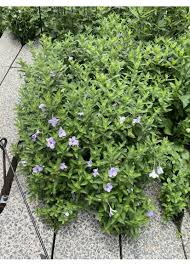 Image result for Hermannia parvula