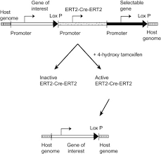 Ert2, formerly net, is the second television network of the hellenic broadcasting corporation, the public broadcaster of greece. Cre Recombinase An Overview Sciencedirect Topics