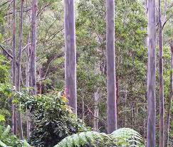 Image result for Eucalyptus saligna