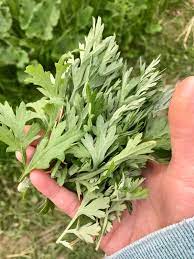 Mugwort — The wild edible and recipes | by Mei Wong | Medium