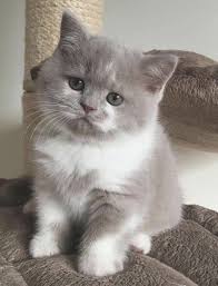 Short Hair Kedi