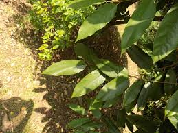 Image result for Afrostyrax lepidophyllus