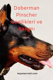 kopekler alemi panosundaki pin