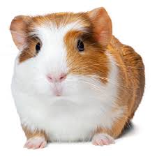 Find opening hours for pet stores & supplies near your location and other contact details such as address, phone number, website. Female Guinea Pig For Sale Live Small Pets Petsmart