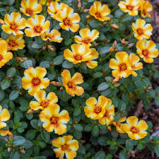 Image result for Tacazzea rosmarinifolia