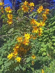 Image result for Tithonia diversifolia