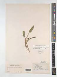 Image result for Heteranthera callifolia