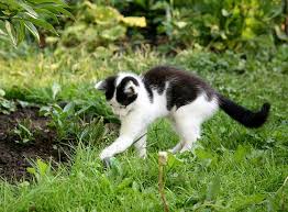 Garten Katzensicher Machen In 5 Schritten Zooroyal Magazin