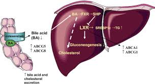 Image result for Colesevelam