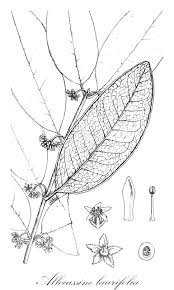 Image result for Pleurostylia capensis