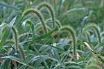 Image result for Urochloa oligobrachiata