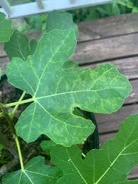 Fig mosaic virus is a disease on figs that appears as light yellow spots on both the leaves and fruit (picture at right). Fig Mosaic Virus 658484 Ask Extension