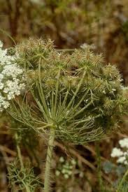 Image result for Physotrichia atropurpurea