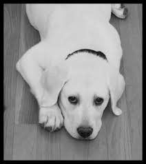 Black And White Lab Pin By Ashley Krause On Kennel Ideas English Lab Puppies English Labrador Lab Puppies