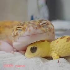 Whoops Cute Lizard Baby Animals Super Cute Cute Gecko
