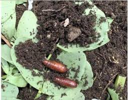 We did not find results for: What Are These Mysterious Red Casings Osu Extension Service