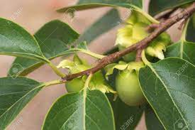 We did not find results for: Image Of A Branch Of A Persimmon Tree With Leaves And Green Fruit Stock Photo Picture And Royalty Free Image Image 164446283