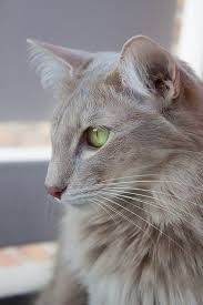 Like calicos, tortoiseshell cats are almost exclusively female. Blue Lilac Tabby Novocom Top