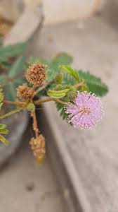 Image result for Fabaceae subfamily Mimosoideae