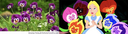 Check spelling or type a new query. The Amazing Pansy The Viola That Doesn T Fiddle Around Label Gator