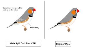 Split Lightback Or Cfw Kus